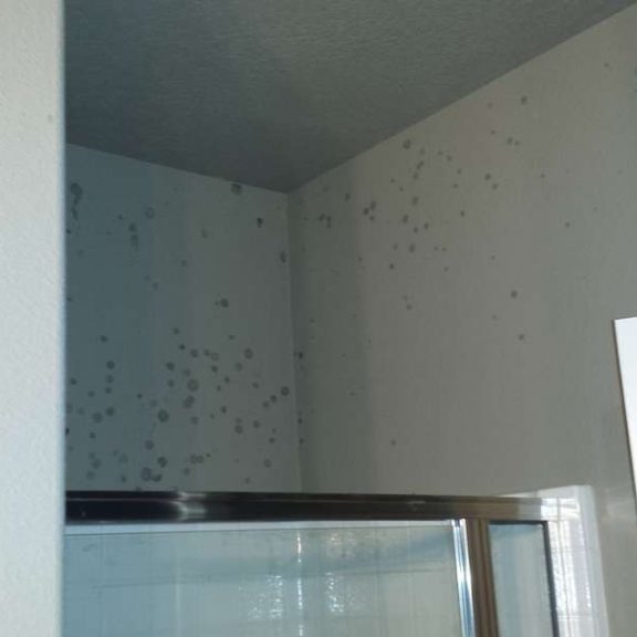 mold remediation