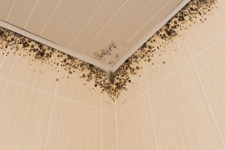 Mold Cleaning Companies