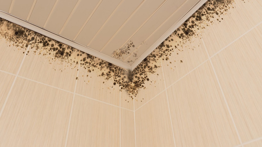 Mold Cleaning Companies