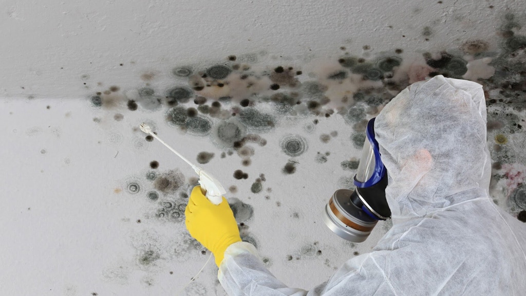 mold remediation services in Idaho