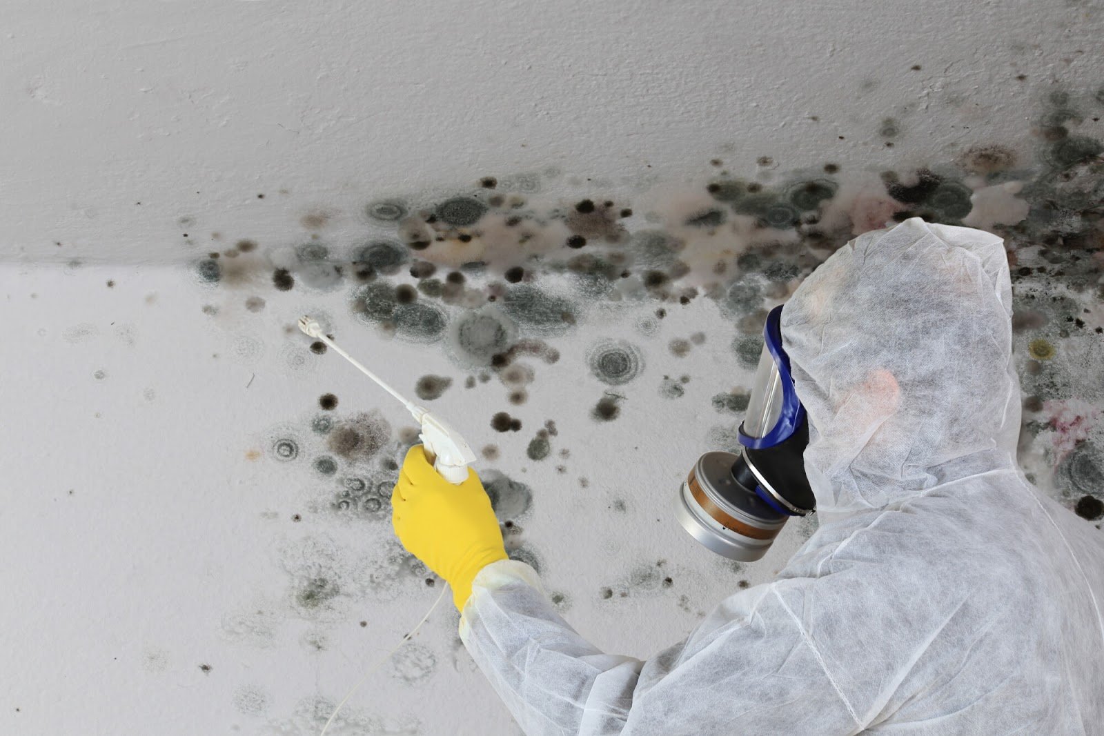 mold remediation services in Idaho