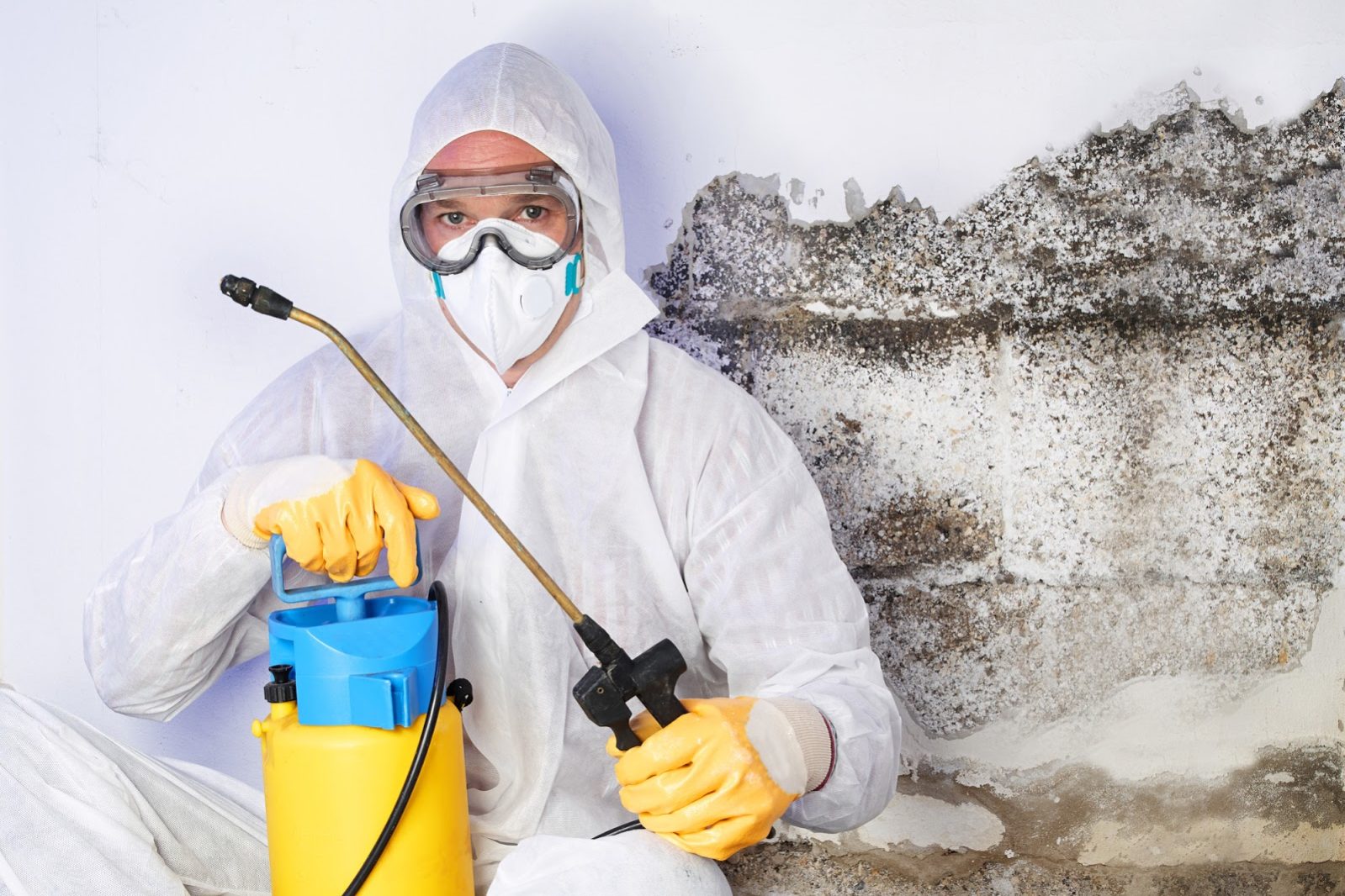 affordable mold removal