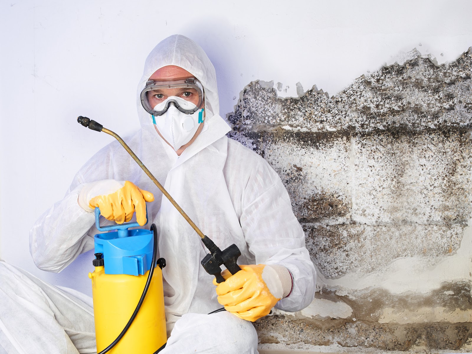 affordable mold removal