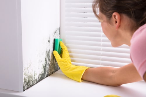 woman cleaning green mold off wall