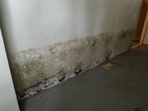 white mold in basement