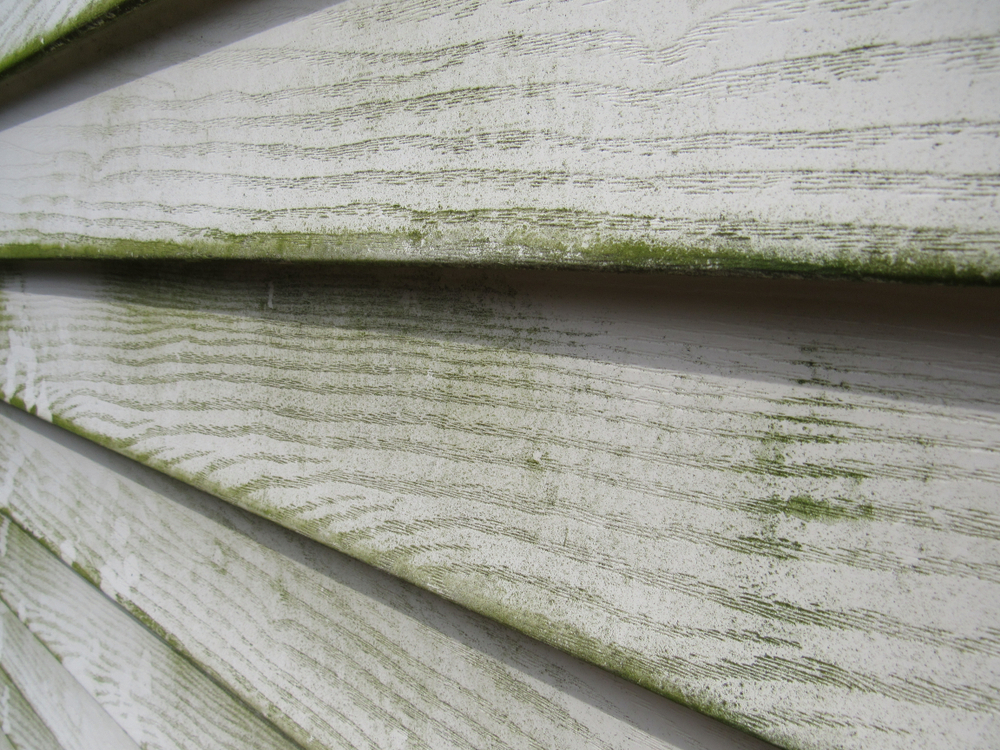 green mold mildew on wood