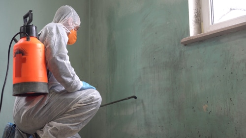 mold removal specialist
