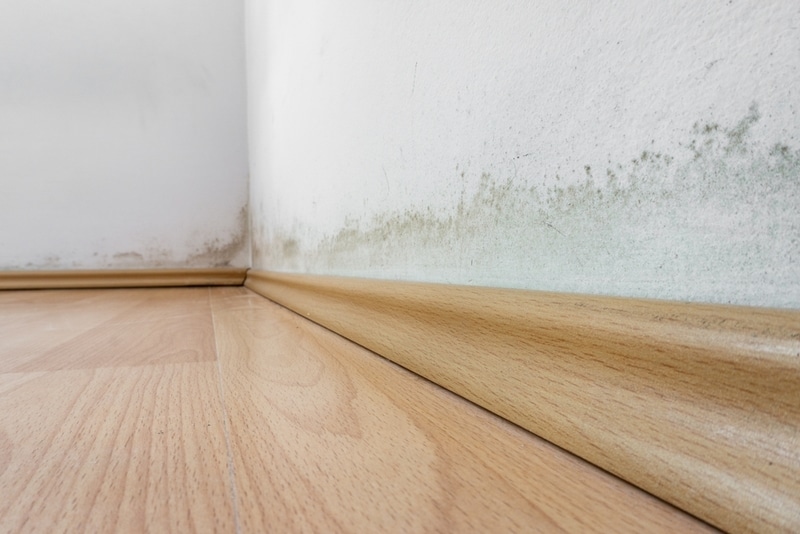 Mold growth from water damaged vinyl floors
