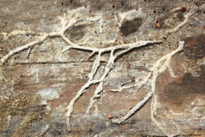 dry rot