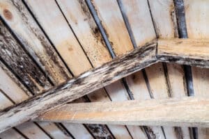 Wet rot