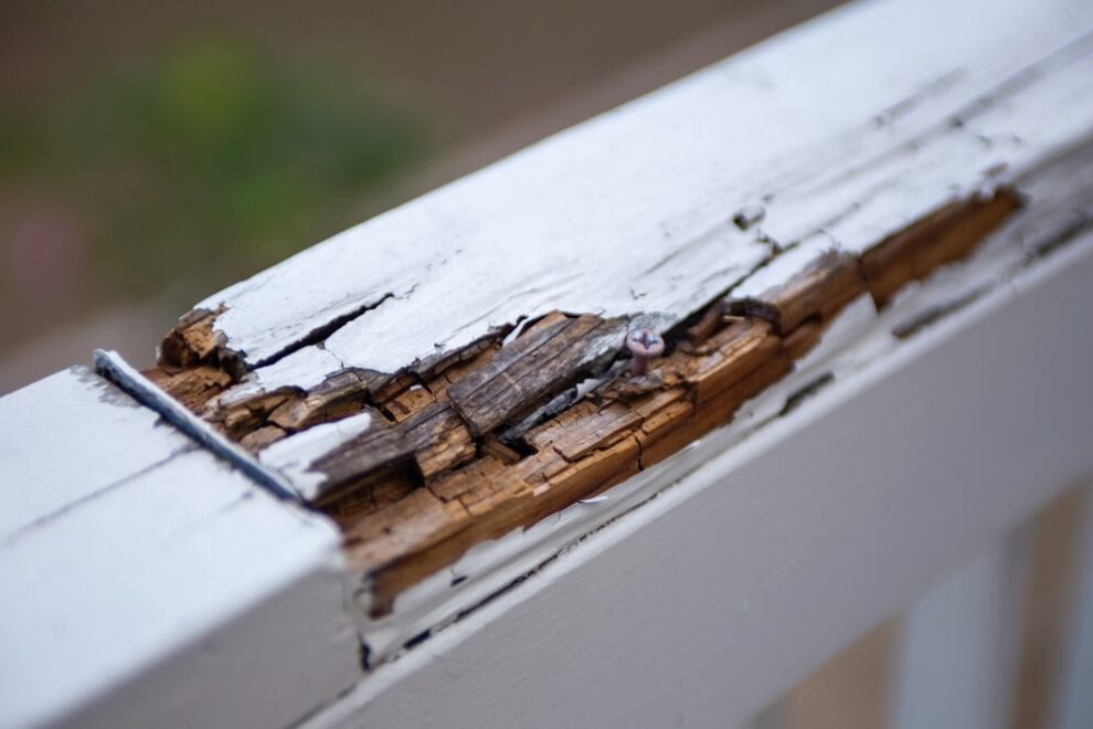 Wood rot from water damage