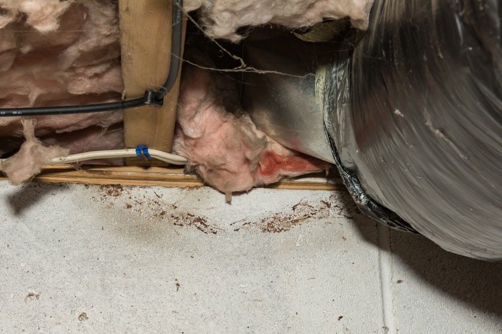pests in crawl space