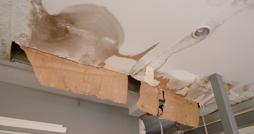 mold growth water damage
