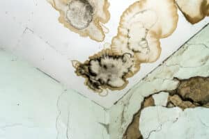 water damage and mold in attic